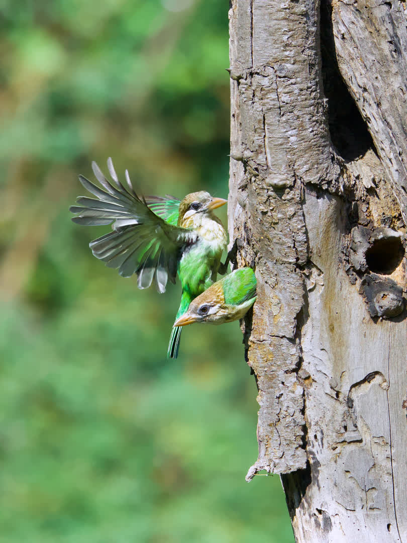 White-cheeked Barbet
