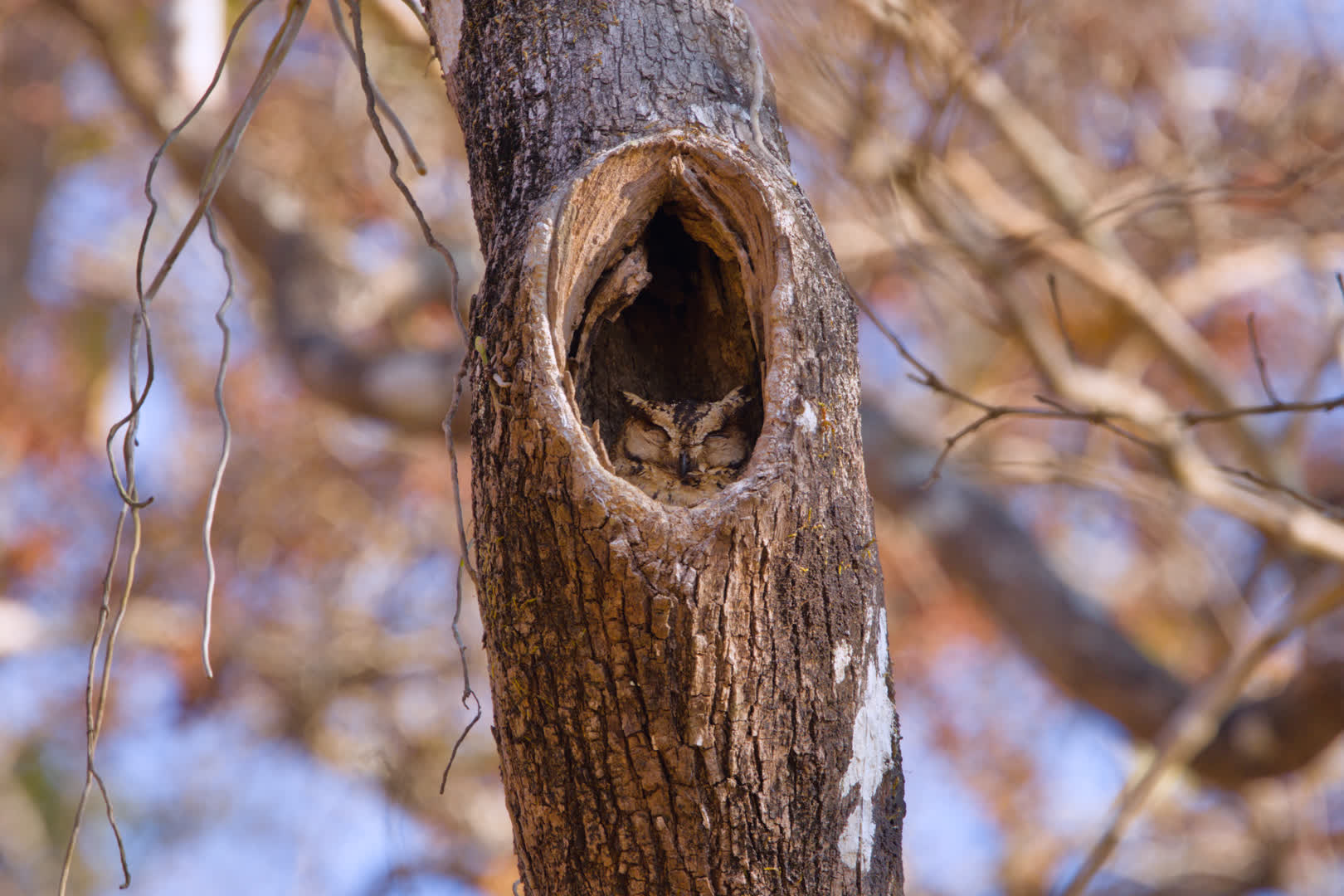 Indian Scops Owl