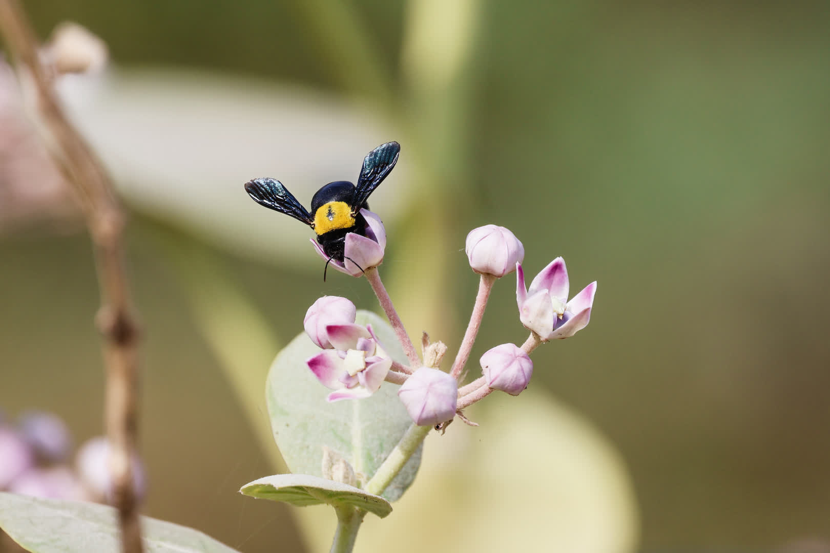 Carpenter Bee