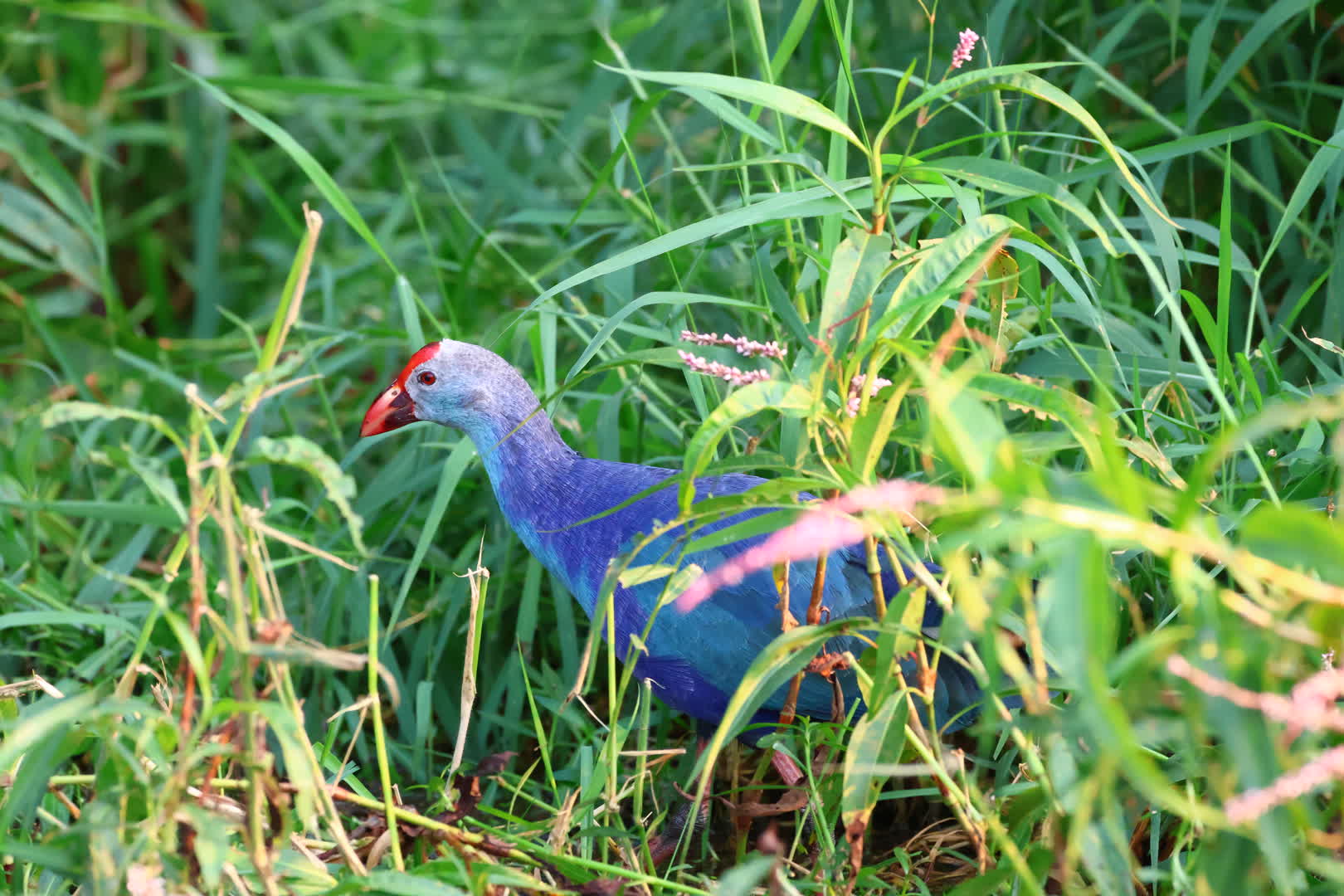 Grey-headed Swamphen
