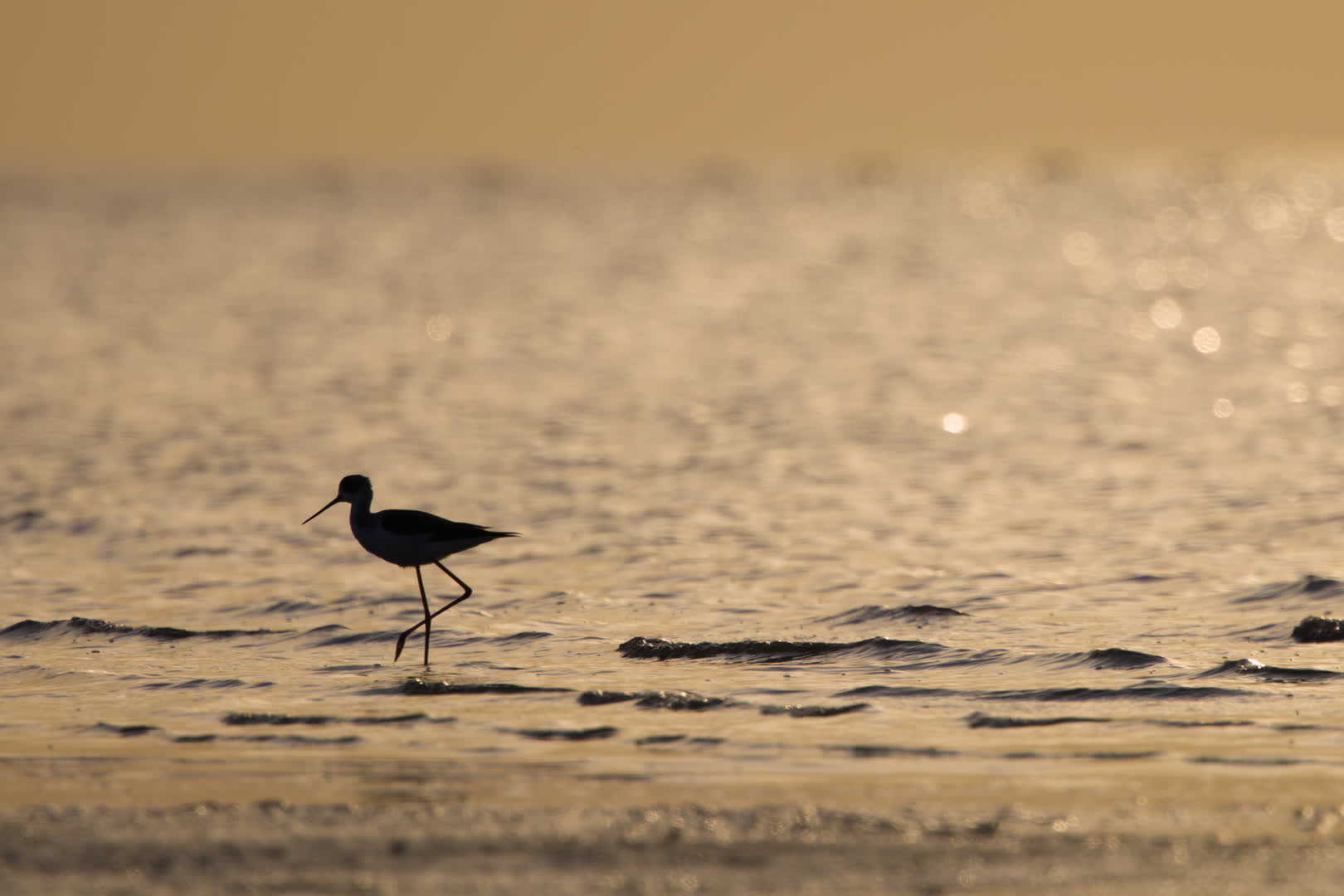 Black-winged Stilt