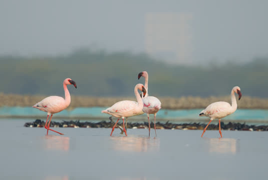 Lesser Flamingos