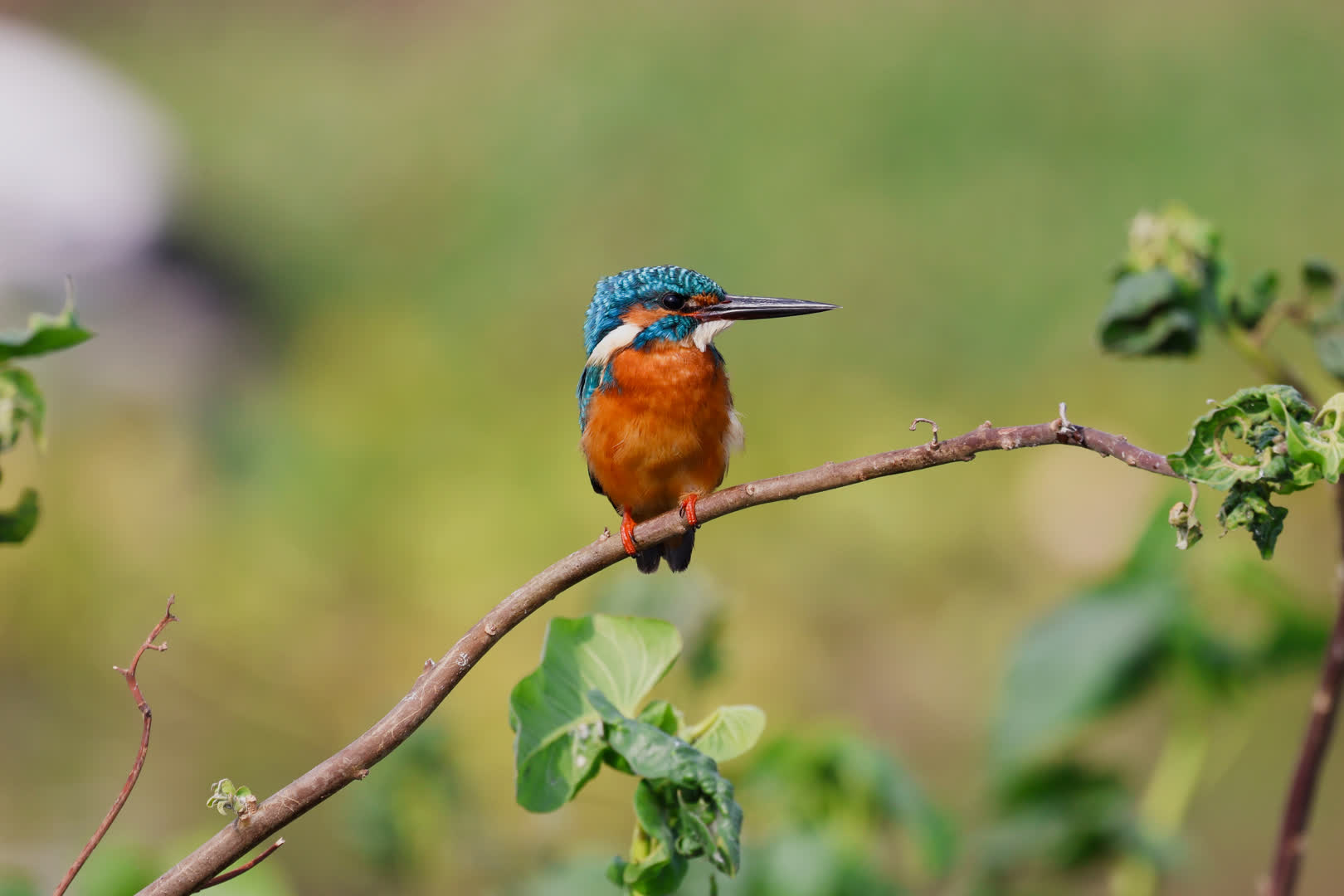 Common Kingfisher