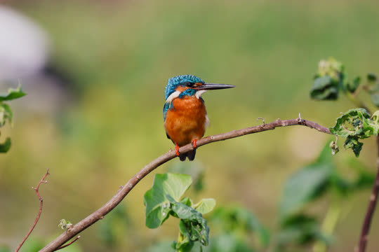 Common Kingfisher