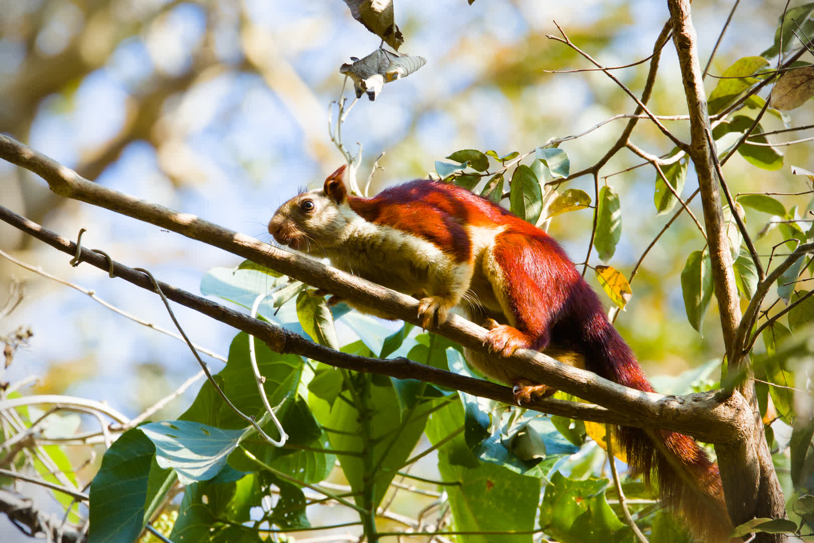 Malabar Giant Squirrel