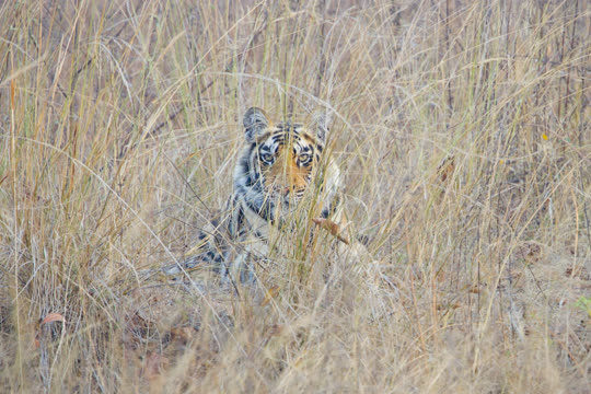 Bengal Tiger