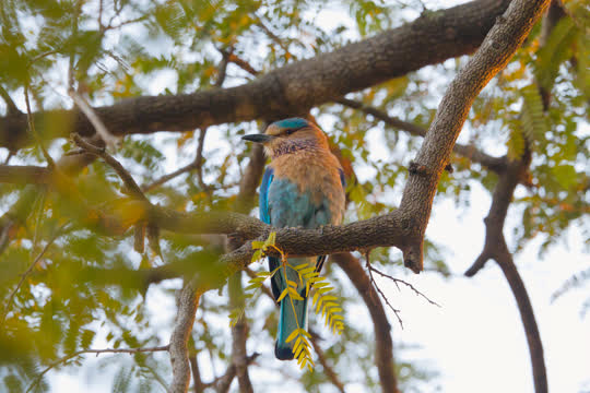 Indian Roller