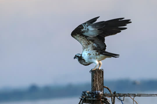 Osprey