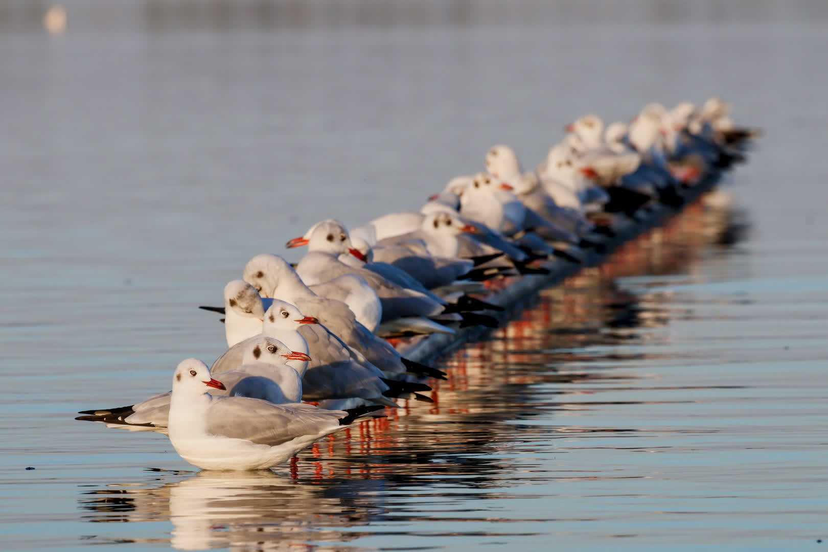 Black-headed Gulls