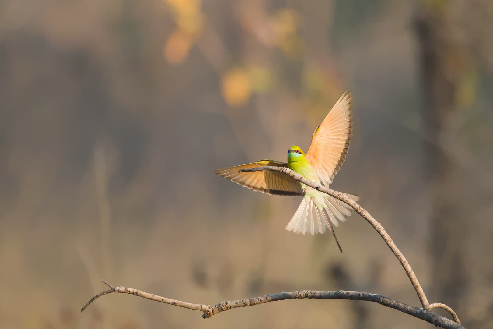Asian Green Bee-eater