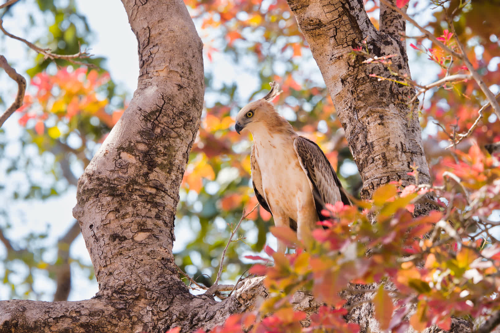 Crested Hawk-Eagle