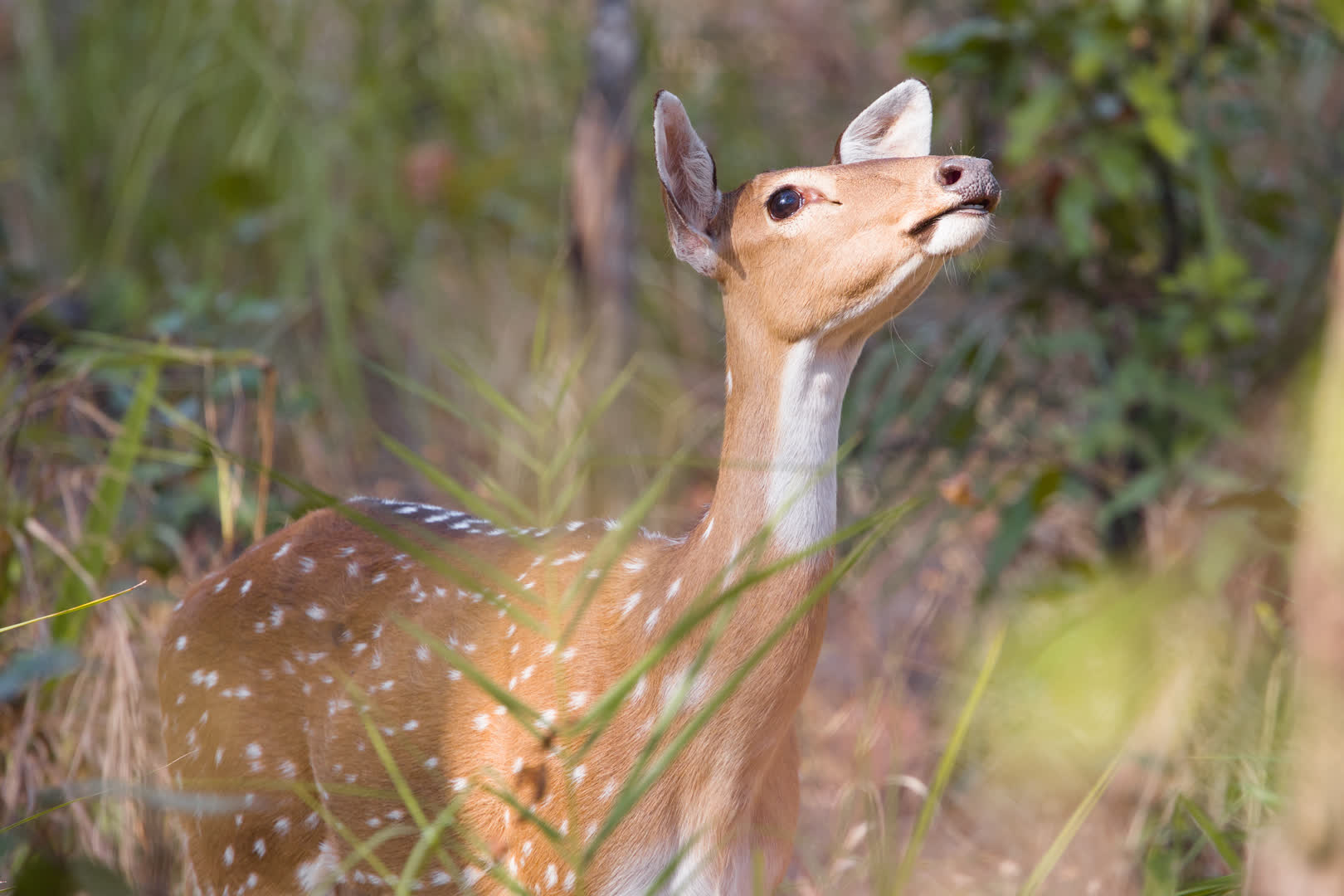 Chital
