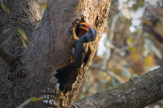 Malabar Grey Hornbill