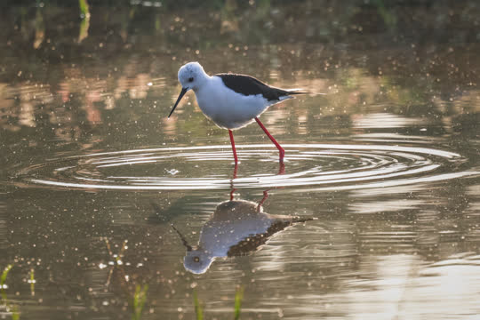 Black-winged Stilt