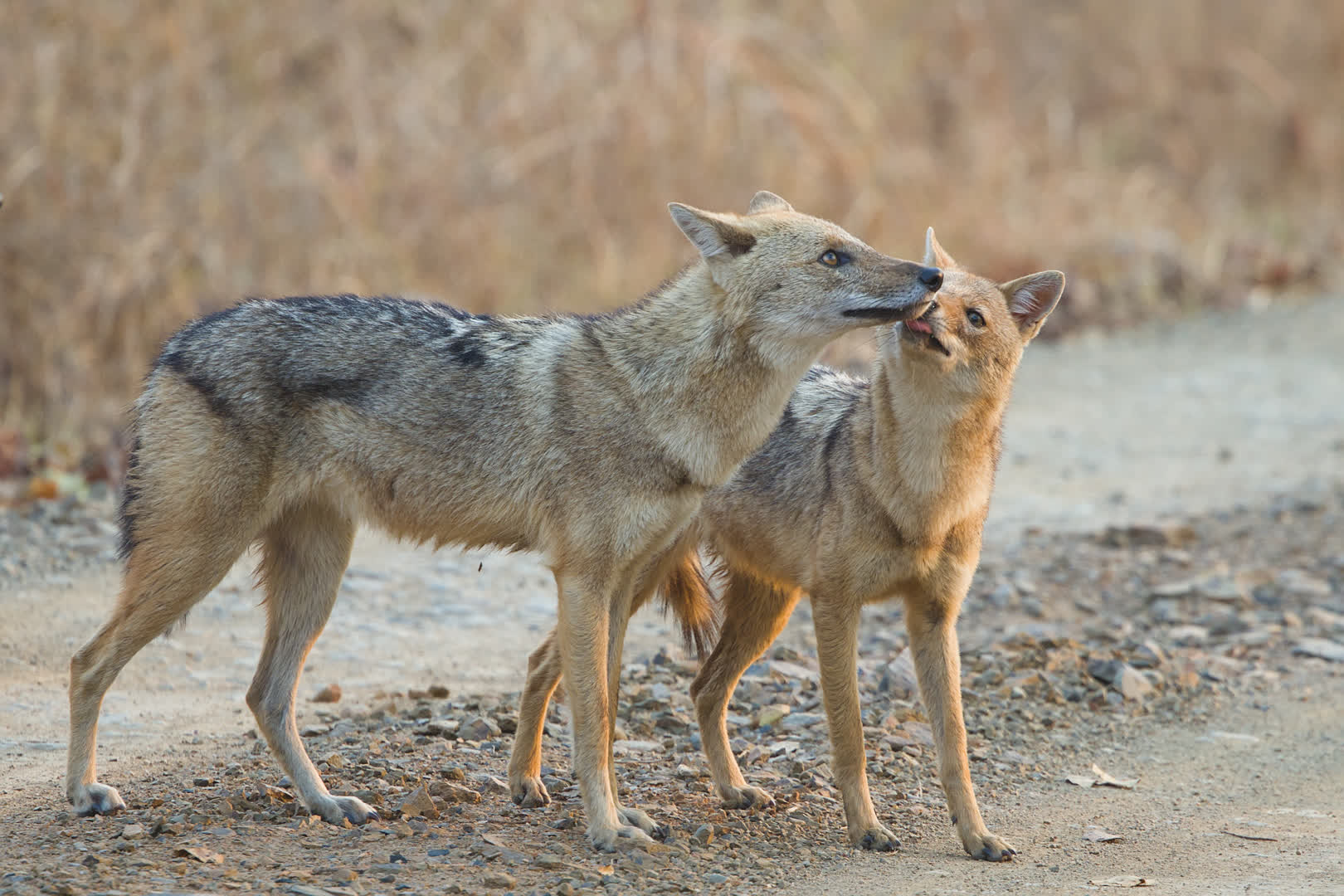 Indian Jackals