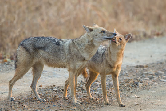 Indian Jackals