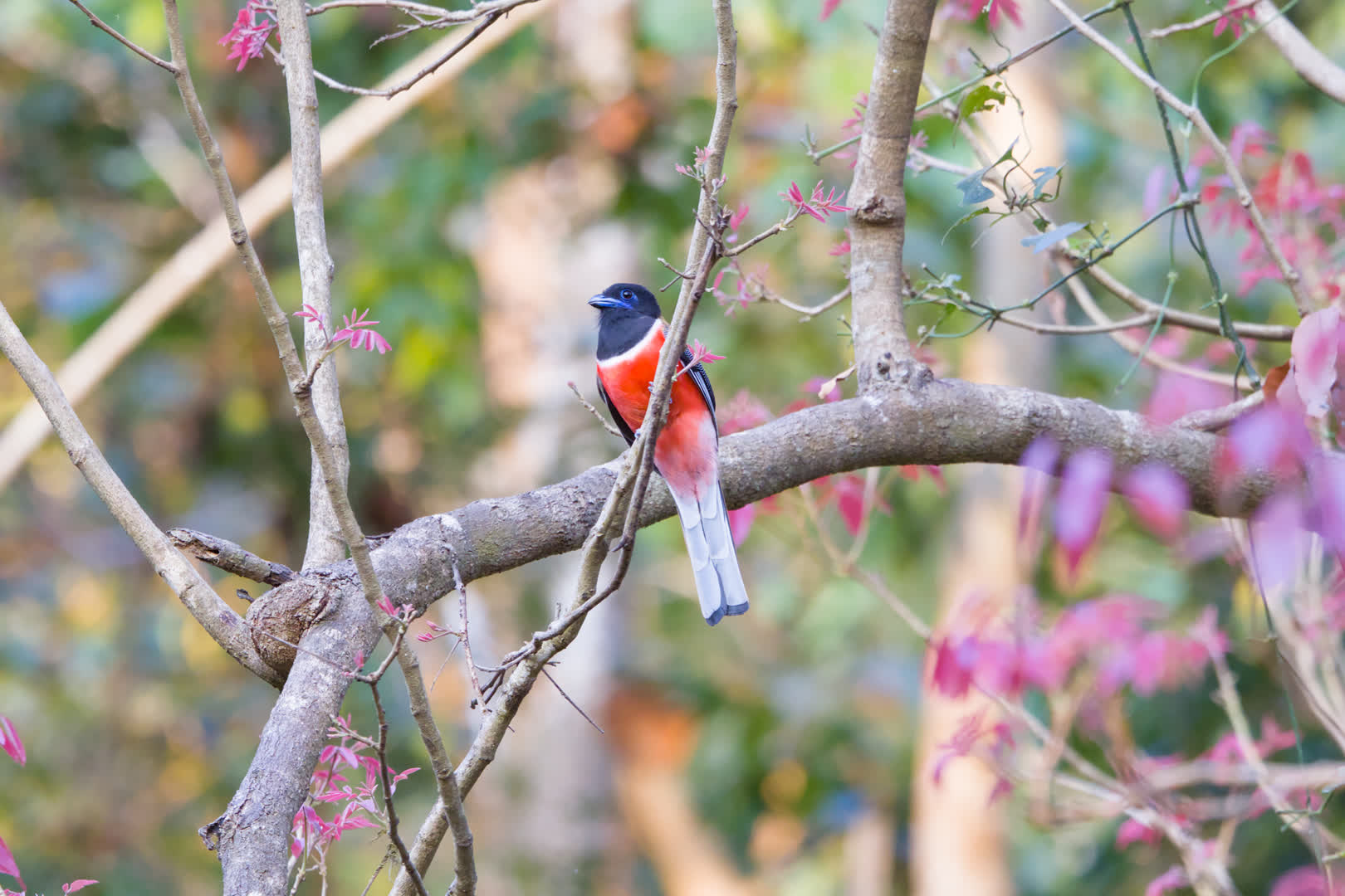 Malabar Trogon