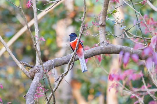 Malabar Trogon